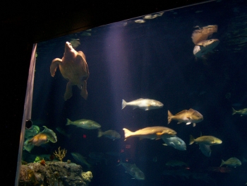 Aquarium 5