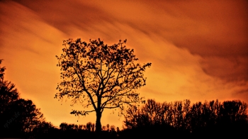 Big Tree with Red Sky in the Winter Night
