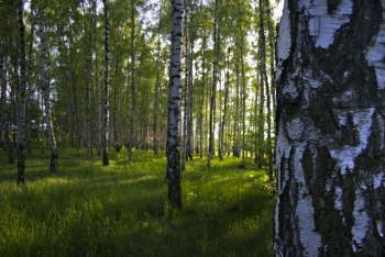 birch-tree forest