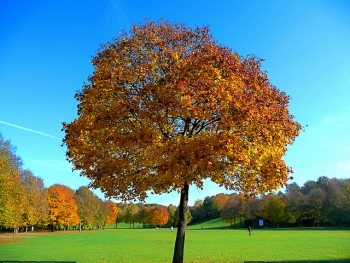 Colorful Maple Tree