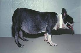 Cushings Canine Syndrome: Something to Be Careful About