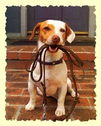 Dogs and Leashes: Always Togethr?