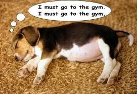 Effects of Lack of Exercise in Dogs