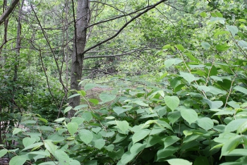 Expansion of Japanese Knotweed