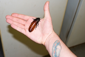 Hissing cockroach