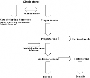 How is Testosterone produced in the Body?