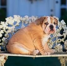 Obesity and Your Dog