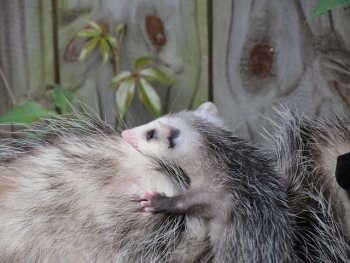 Opossum with baby in my backyard