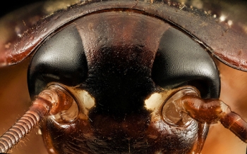 Periplaneta americana, face, top of head, MD, prince georges county_2014-02-27-16.34.28 ZS PMax