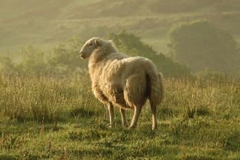 Sheep - but not concrete