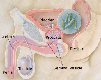 What all Men Must Know About Their Prostate